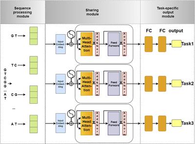 4mCPred-MTL: Accurate Identification of DNA 4mC Sites in Multiple Species Using Multi-Task Deep Learning Based on Multi-Head Attention Mechanism